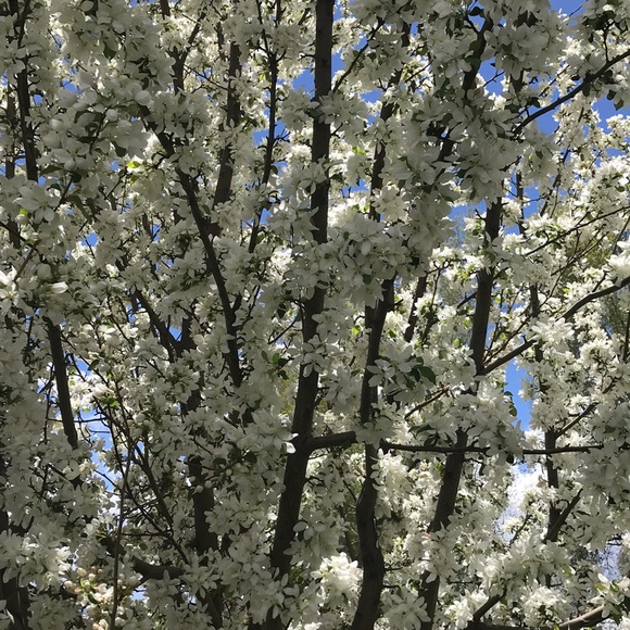 Meet your Posher, Shelby - Picture 1 of 1